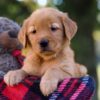 Image of Maggie, a Golden Retriever puppy