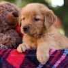 Image of Mallory, a Golden Retriever puppy