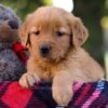 Image of Mallory, a Golden Retriever puppy