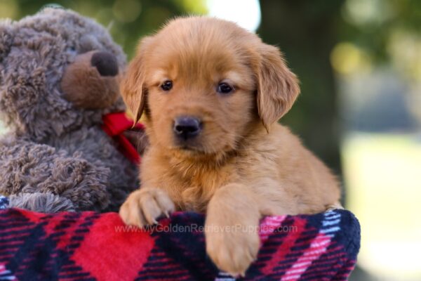 Image of Mallory, a Golden Retriever puppy