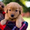 Image of Mallory, a Golden Retriever puppy