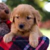 Image of Mallory, a Golden Retriever puppy