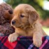 Image of Mallory, a Golden Retriever puppy