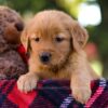 Image of Mallory, a Golden Retriever puppy