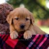 Image of Mallory, a Golden Retriever puppy