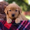 Image of Mallory, a Golden Retriever puppy