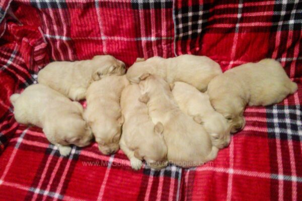 Image of Light Golden Dec. 14th 🎄, a Golden Retriever puppy