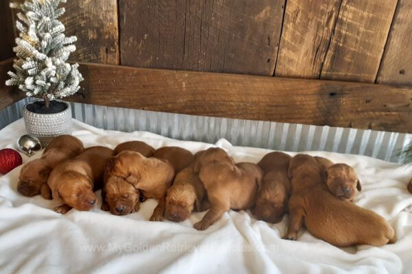 Image of Dark - December 28th🎄, a Golden Retriever puppy