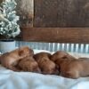 Image of Dark - December 28th🎄, a Golden Retriever puppy