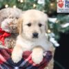 Image of Amber, a Golden Retriever puppy