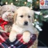 Image of Amber, a Golden Retriever puppy