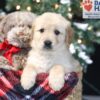 Image of Amber, a Golden Retriever puppy