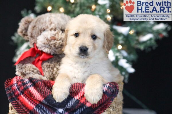 Image of Amber, a Golden Retriever puppy