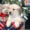 Image of Amber, a Golden Retriever puppy