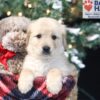 Image of Amber, a Golden Retriever puppy