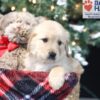 Image of Amber, a Golden Retriever puppy