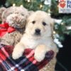 Image of Amber, a Golden Retriever puppy