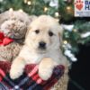 Image of Amber, a Golden Retriever puppy