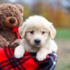 Image of Ariel, a Golden Retriever puppy