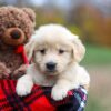 Image of Ariel, a Golden Retriever puppy