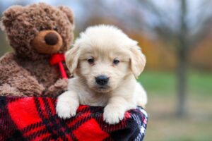 Image of Ariel, a Golden Retriever puppy