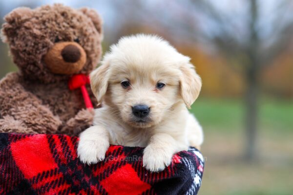 Image of Ariel, a Golden Retriever puppy