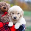 Image of Aurora, a Golden Retriever puppy