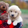 Image of Aurora, a Golden Retriever puppy