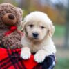 Image of Aurora, a Golden Retriever puppy