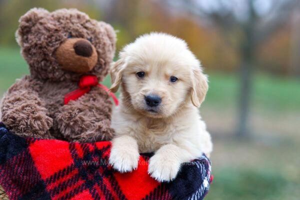 Image of Aurora, a Golden Retriever puppy