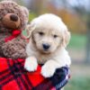 Image of Aurora, a Golden Retriever puppy