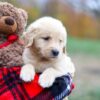 Image of Aurora, a Golden Retriever puppy