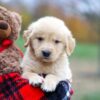 Image of Aurora, a Golden Retriever puppy