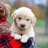 Image of Aurora, a Golden Retriever puppy