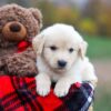 Image of Autumn, a Golden Retriever puppy