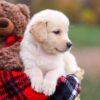 Image of Autumn, a Golden Retriever puppy