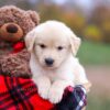 Image of Autumn, a Golden Retriever puppy