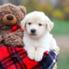 Image of Autumn, a Golden Retriever puppy