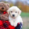 Image of Autumn, a Golden Retriever puppy