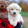 Image of Autumn, a Golden Retriever puppy