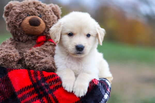 Image of Autumn, a Golden Retriever puppy