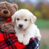 Image of Autumn, a Golden Retriever puppy