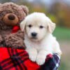 Image of Autumn, a Golden Retriever puppy