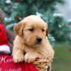 Image of Bailey, a Golden Retriever puppy