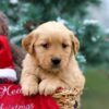 Image of Bailey, a Golden Retriever puppy