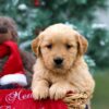 Image of Bailey, a Golden Retriever puppy