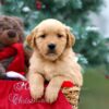 Image of Bailey, a Golden Retriever puppy