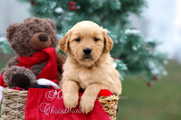 Image of Bailey, a Golden Retriever puppy