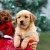 Image of Bailey, a Golden Retriever puppy