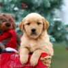 Image of Bailey, a Golden Retriever puppy